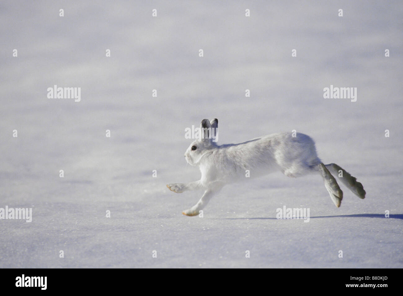 Tk0280, Thomas Kitchin; escursioni con le racchette da neve lepre cappotto invernale piedi grandi consentono di legato attraverso la neve profonda Lepus americanus Foto Stock