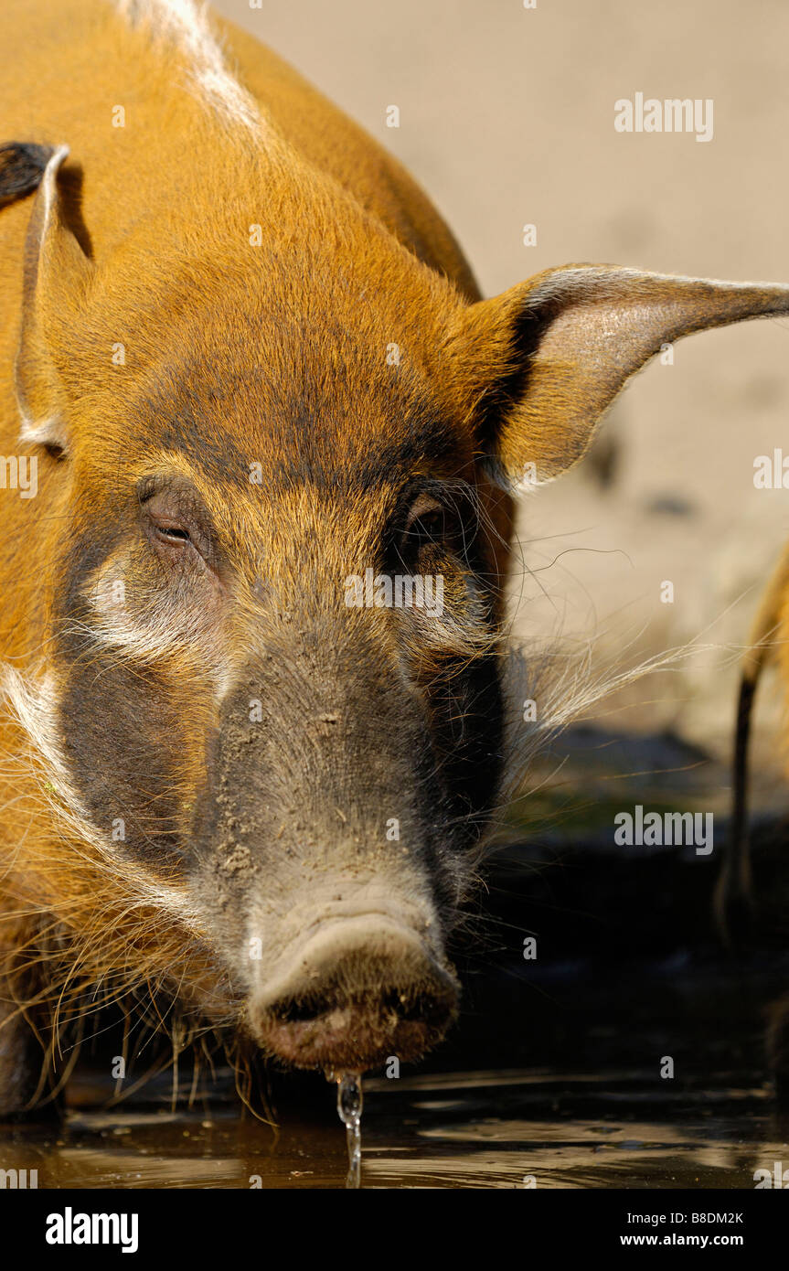 Red River Hog / bush Africano Pig Foto Stock