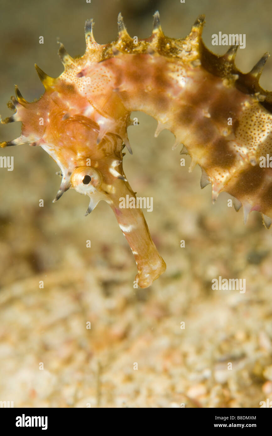 Seahorse spinoso Foto Stock