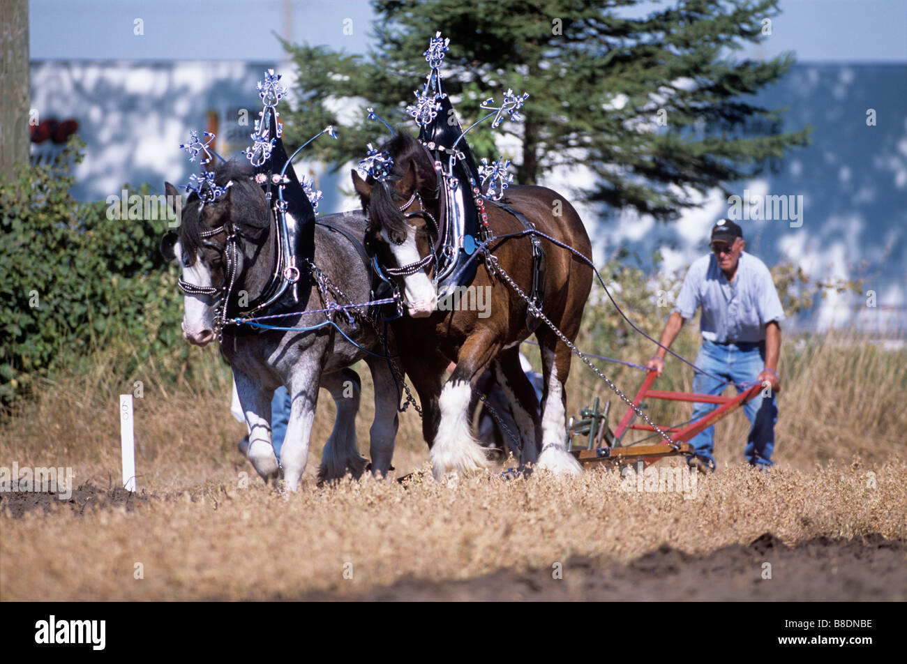 Cavalli Clydesdale tirando aratro Foto Stock