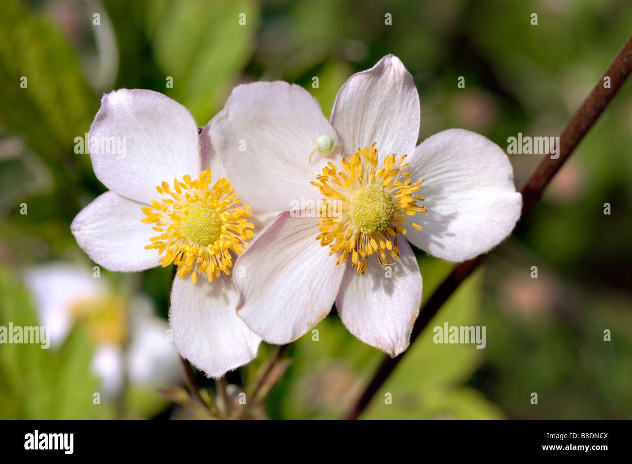 Bianco giallo dei fiori di Hardy di foglie di uva Ranunculaceae Anemone, Anemone tomentosa Foto Stock