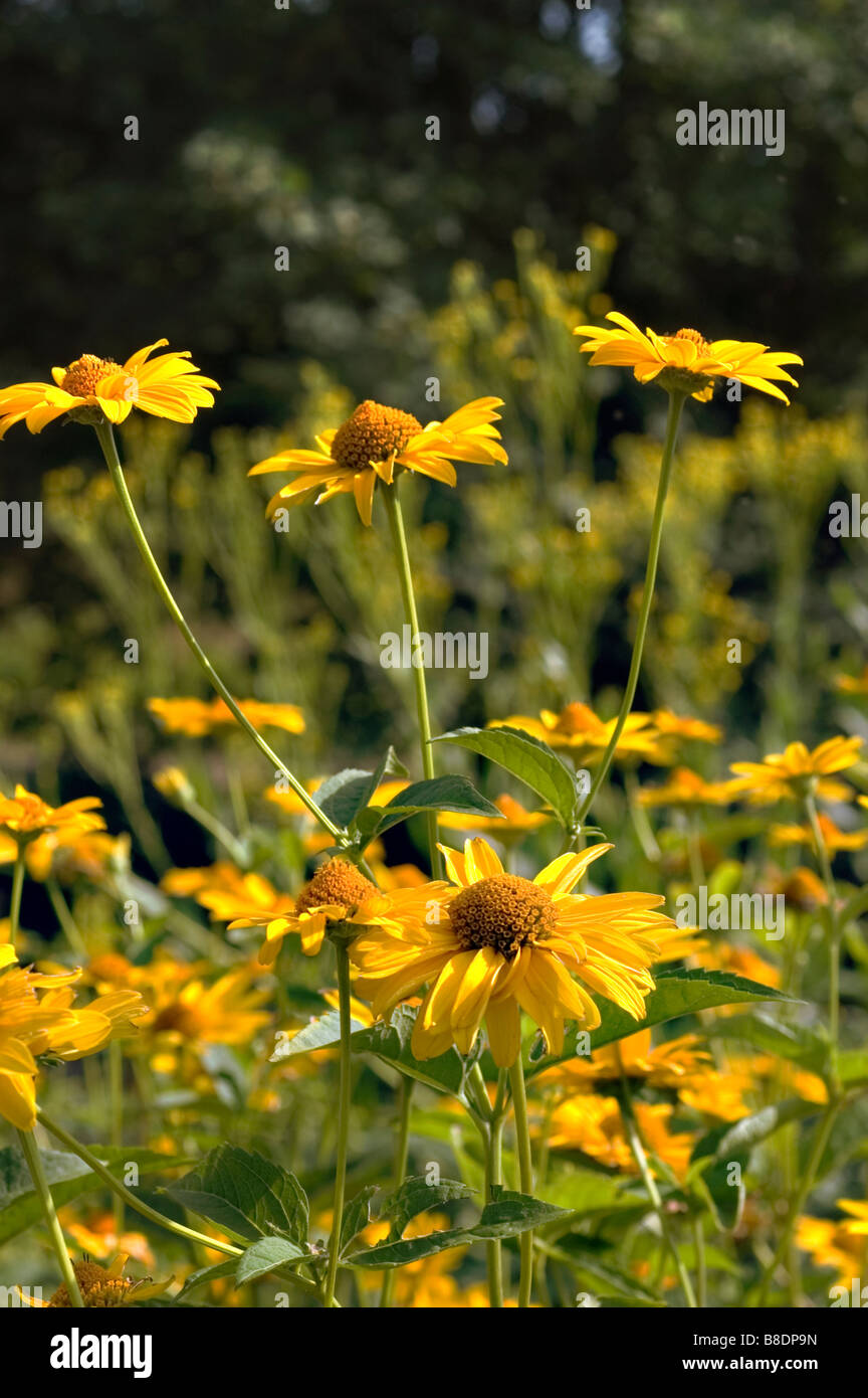 Fiori gialli di oxeye liscia o falso Girasole, Heliopsis helianthoides, America del Nord Foto Stock