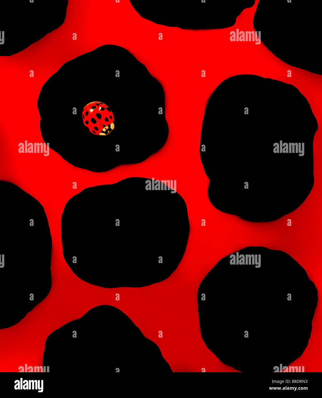 Ladybug su ciò che appare essere coccinella gigante Foto Stock