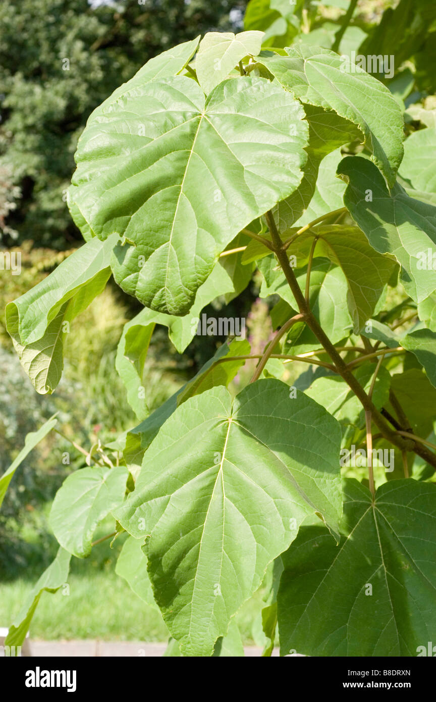 Foglie di Royal Paulownia Tree, princess tree, imperatrice tree, Paulownia  tomentosa, Giappone, Asia Foto stock - Alamy