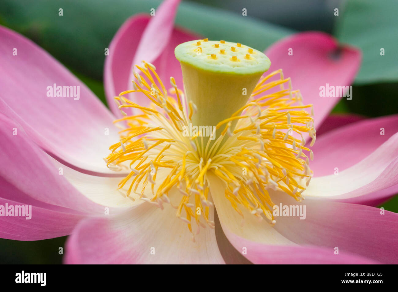 Rosa fiore giallo di Nelumbo nucifera, Indian lotus, sacro lotus, fagiolo di India, Nelumbo nucifera, Nelumbium speciosum, nympha Foto Stock