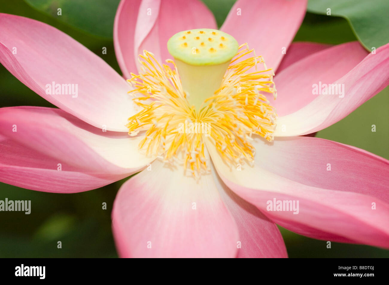Rosa fiore giallo di Nelumbo nucifera, Indian lotus, sacro lotus, fagiolo di India, Nelumbo nucifera, Nelumbium speciosum, nympha Foto Stock