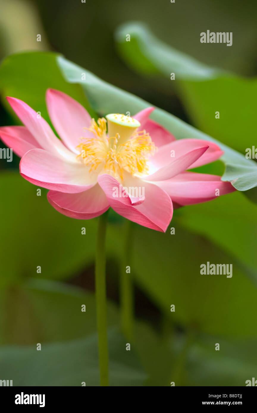 Rosa fiore giallo di Nelumbo nucifera, Indian lotus, sacro lotus, fagiolo di India, Nelumbo nucifera, Nelumbium speciosum, nympha Foto Stock