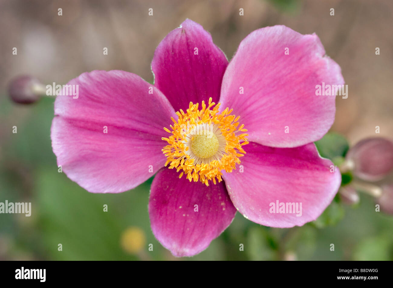 Thimbleweed giapponese, Giapponese, Windflower Anemone giapponese, Giapponese Thimbleflower, Anemone hupehensis hort. Il fascino di settembre Foto Stock