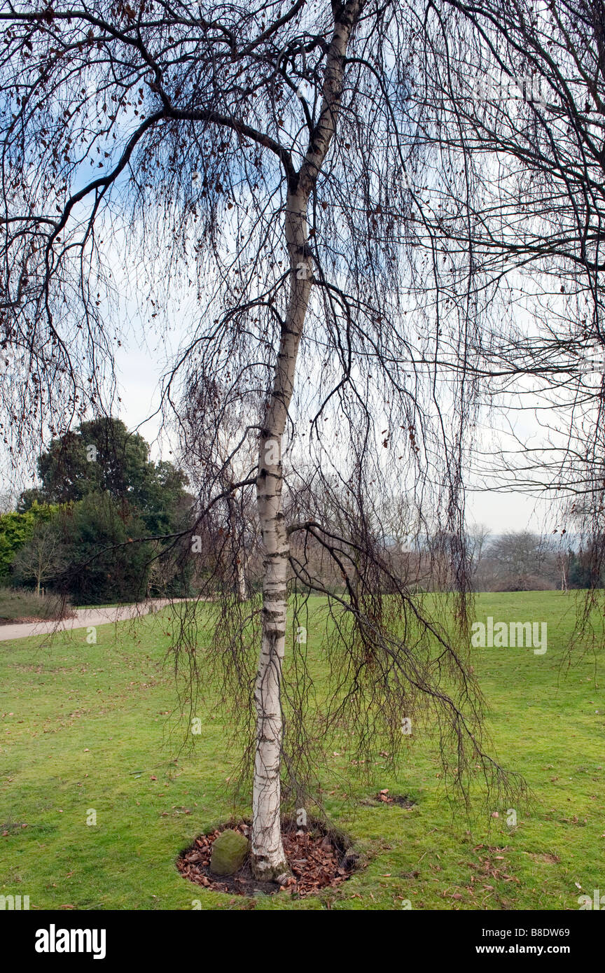 Betula pendula Youngii sfrondato in inverno Foto Stock