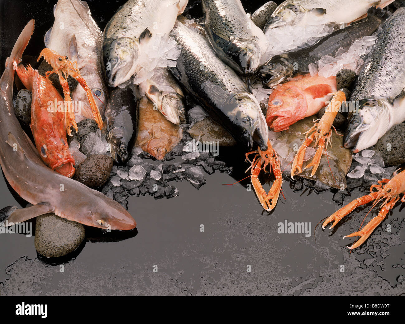 Varietà di pesce appena pescato, del Nord Atlantico, Islanda Foto Stock