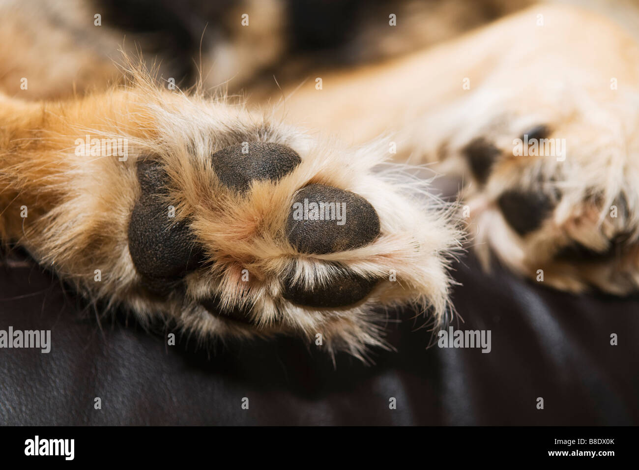 Parte inferiore del cane grande zampe da un pastore tedesco cane mostra le pastiglie al di sotto Foto Stock