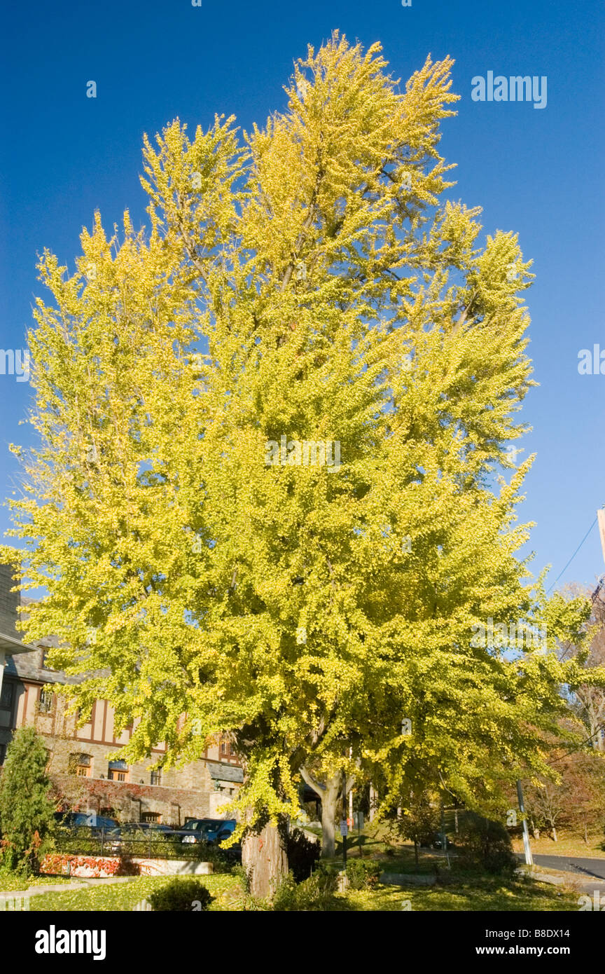 Il Ginkgo Biloba tree con giallo verde fogliame di autunno Foto Stock