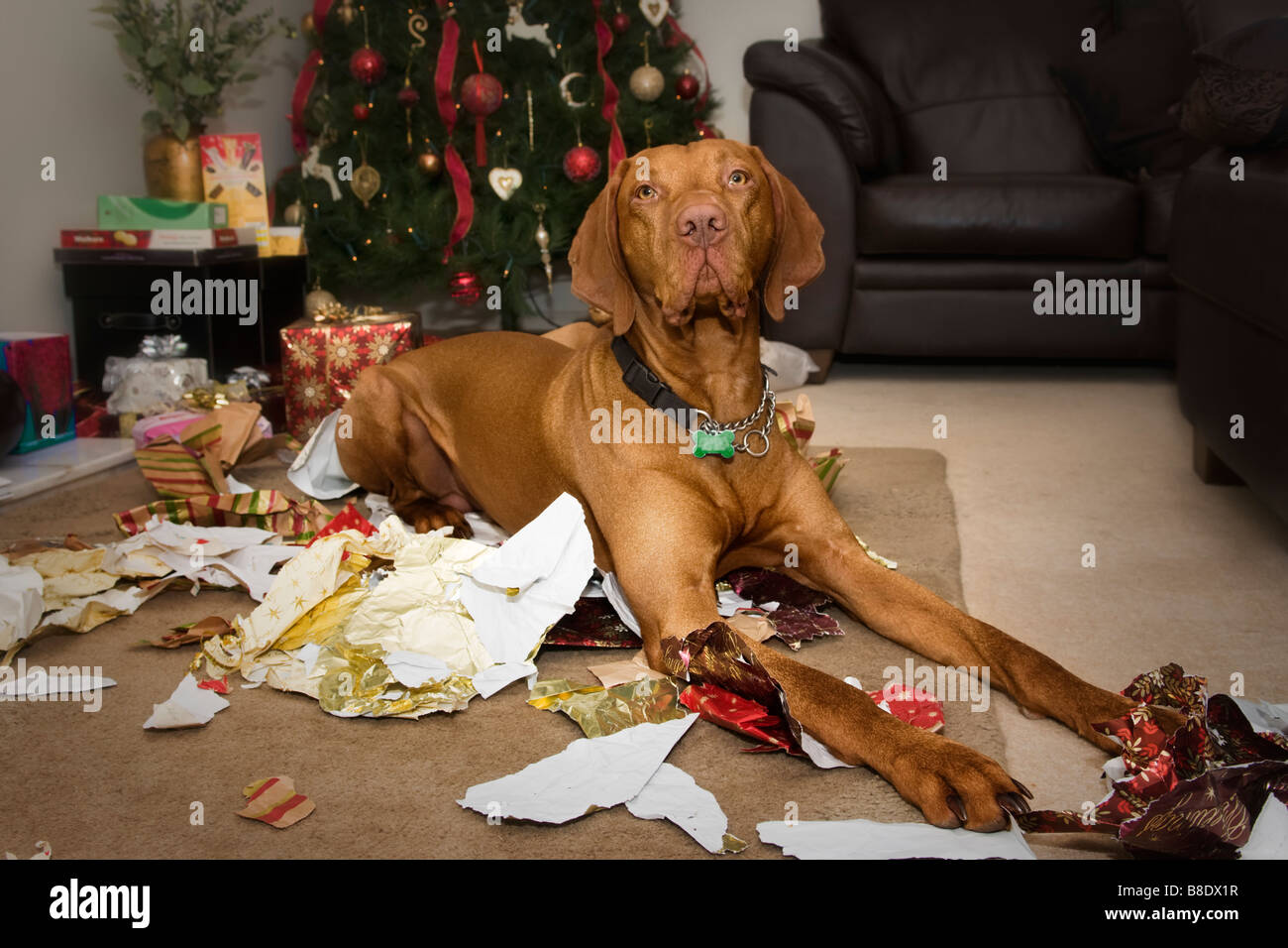 Scena di natale di Vizsla ungherese dog sitter tra shredded xmas carta di avvolgimento che ha appena masticato fino! Foto Stock