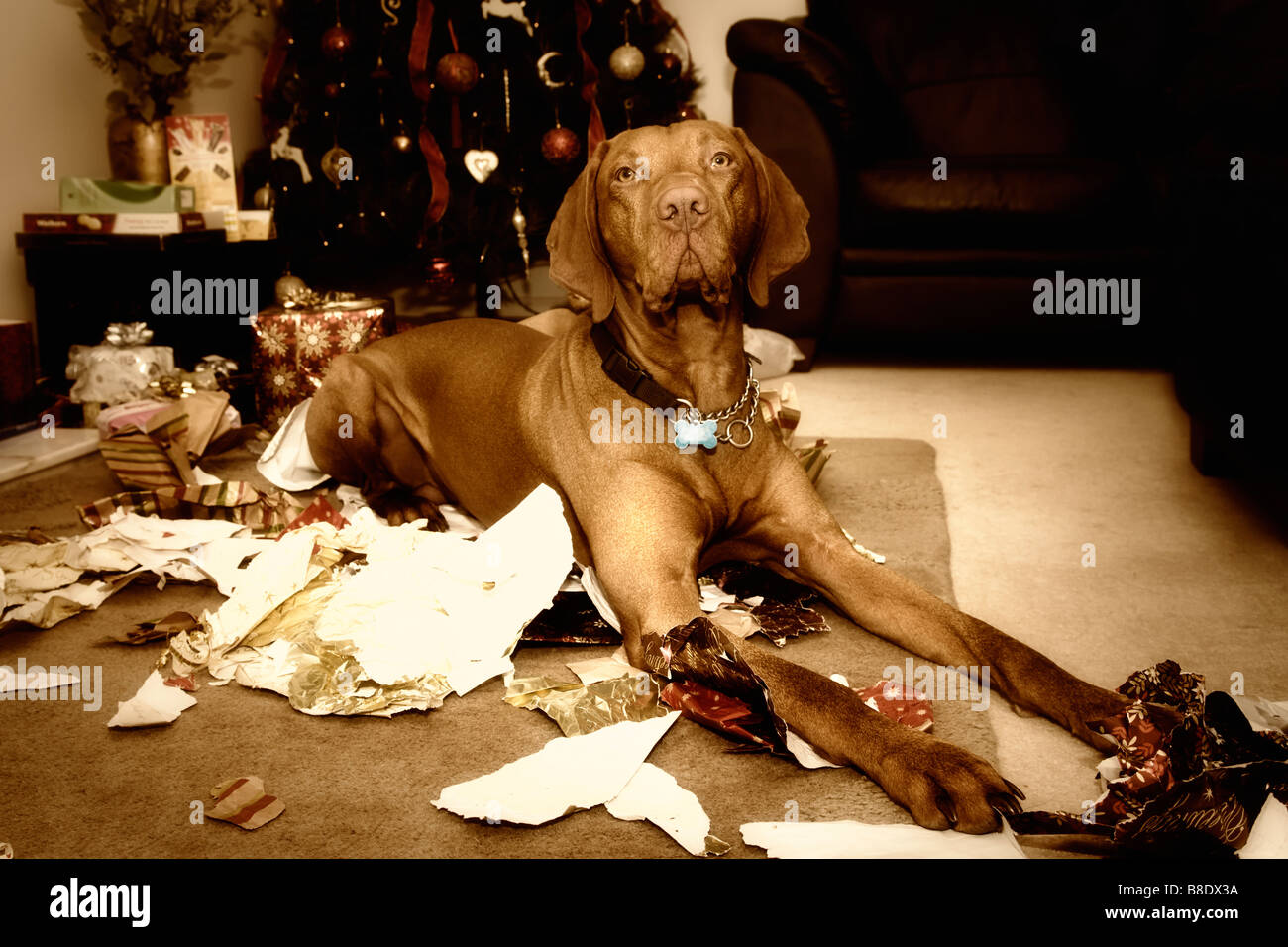 Scena di natale di Vizsla ungherese cane che giace tra shredded xmas carta di avvolgimento che ha appena masticato fino! Foto Stock