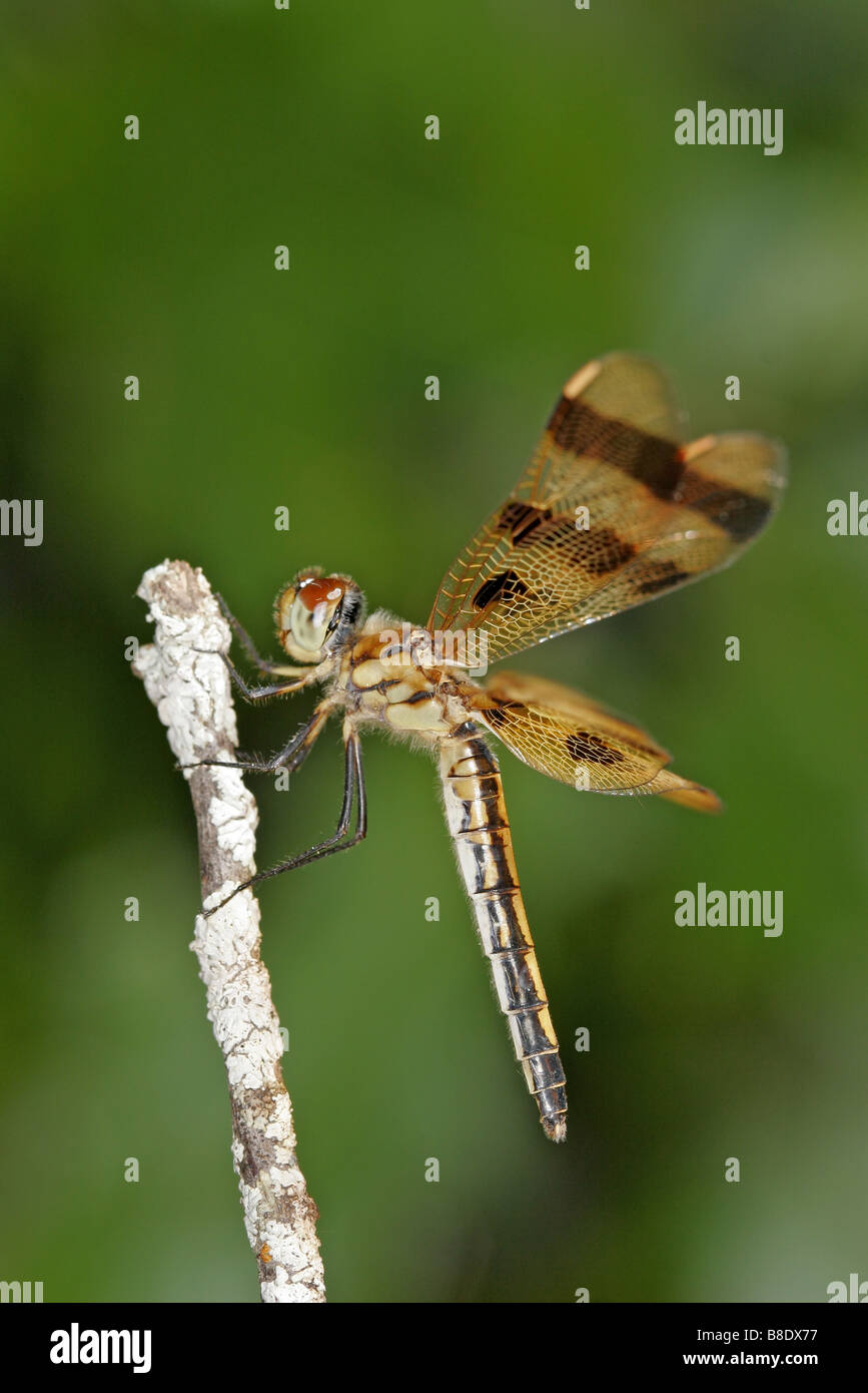 Halloween Pennant Celithemis eponina Crosby Minnesota Stati Uniti 27 luglio adulto Odonati Libellulidae Foto Stock