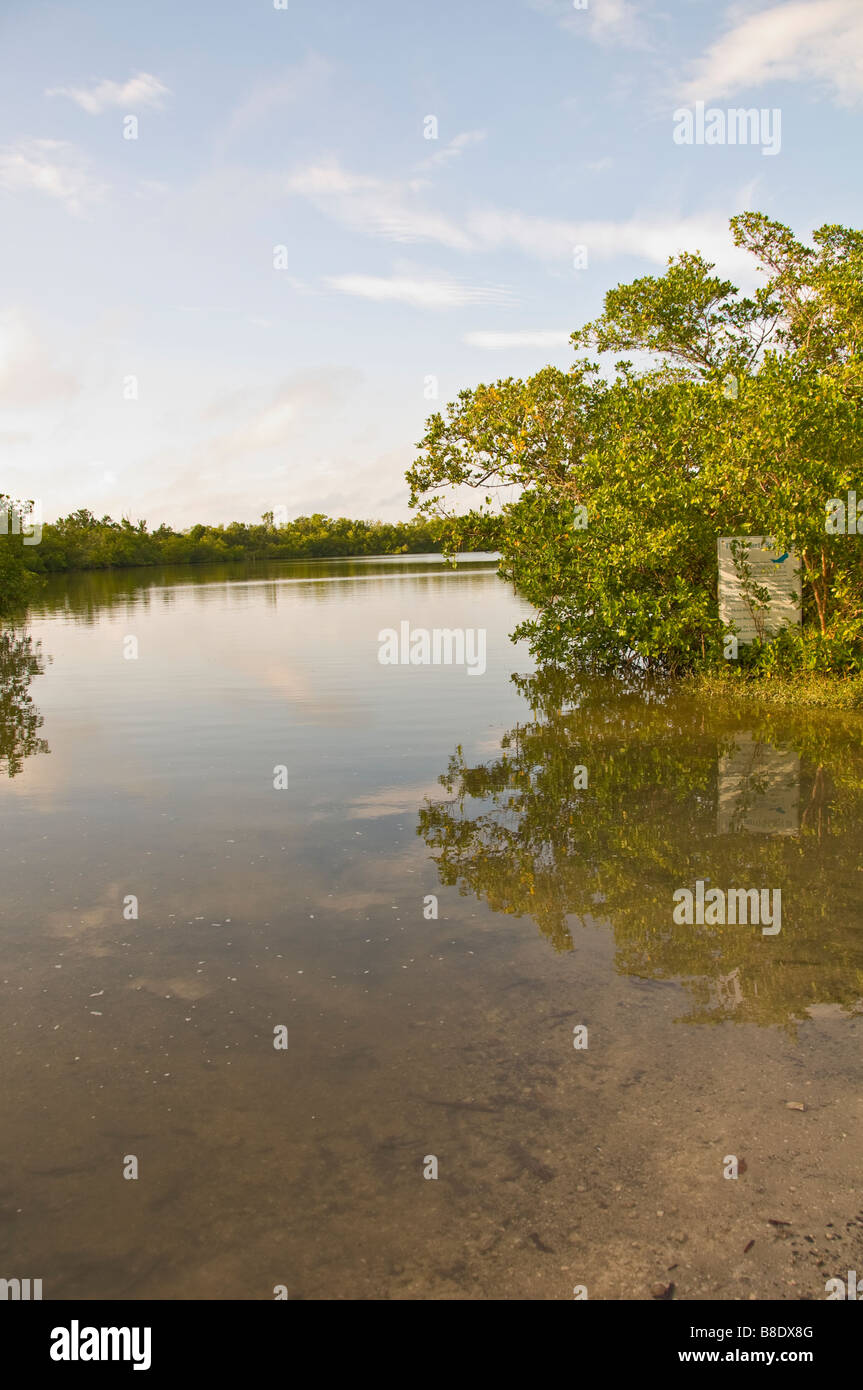 Rosso di alberi di mangrovie su acqua Rookery Bay National estuario riserva di ricerca Southwest Florida Foto Stock