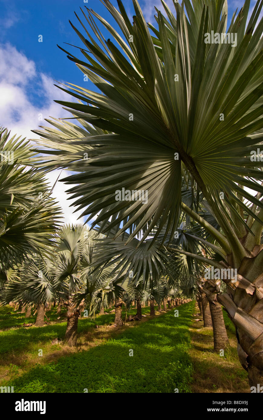 Argento Palme Homestead Florida campi fogliame tree farm piante ornamentali alberi paesaggio Foto Stock