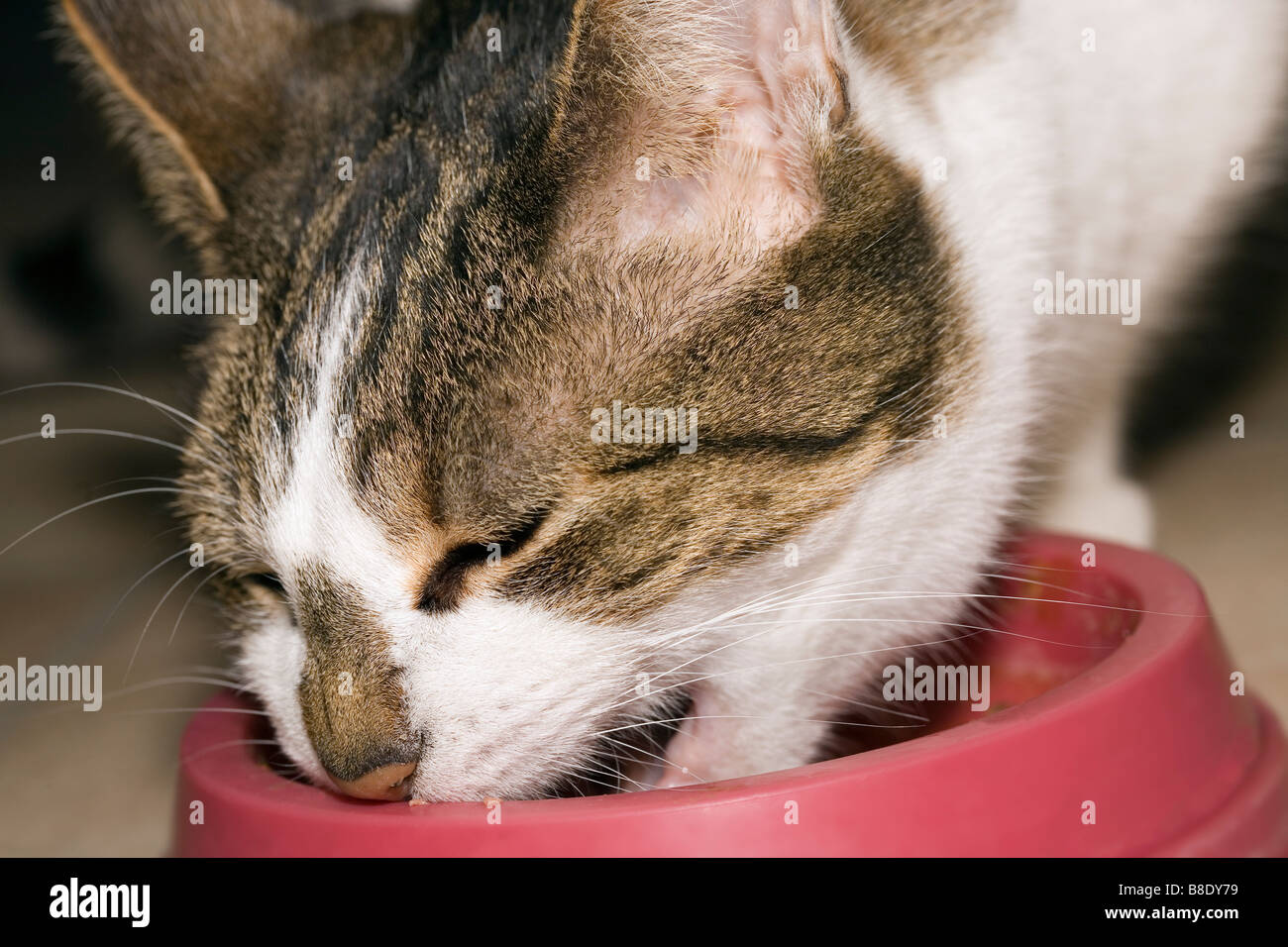 Gatto che mangia Foto Stock