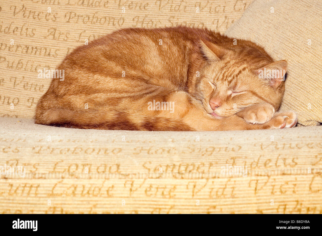 Gatto dorme sul divano Foto Stock