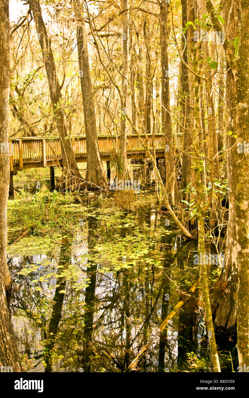 Everglades della Florida sollevato boardwalk acqua oltre a Kirby Storter parco stradale nella Big Cypress National Preserve Florida Foto Stock