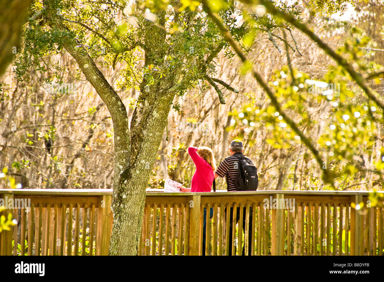 Everglades della Florida giovane sul lungomare a H P Williams parco stradale Big Cypress National Preserve Florida Foto Stock