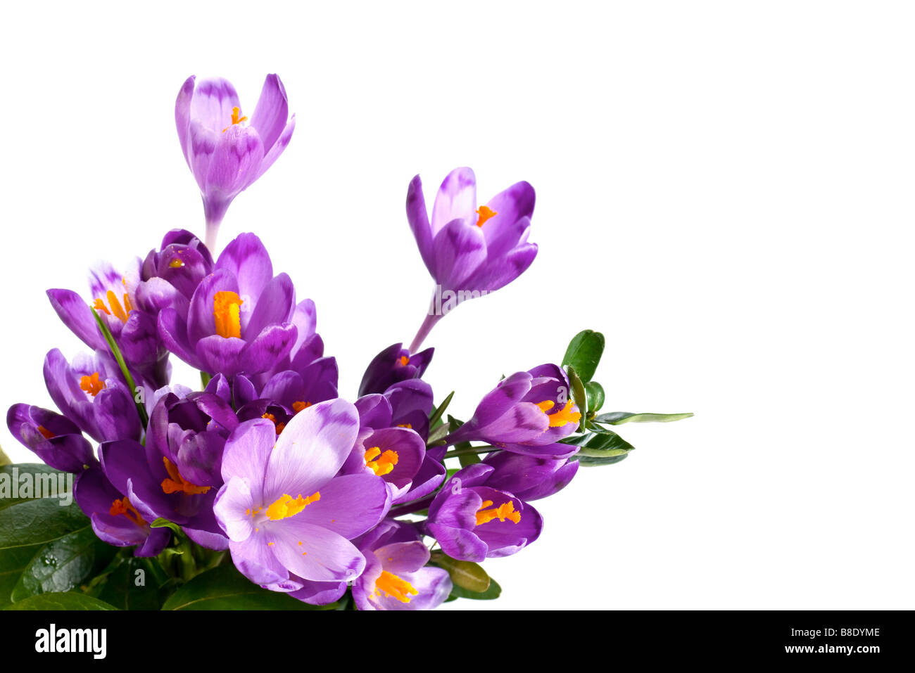 Vacanze di primavera crocus fiori isolati su sfondo bianco Foto Stock
