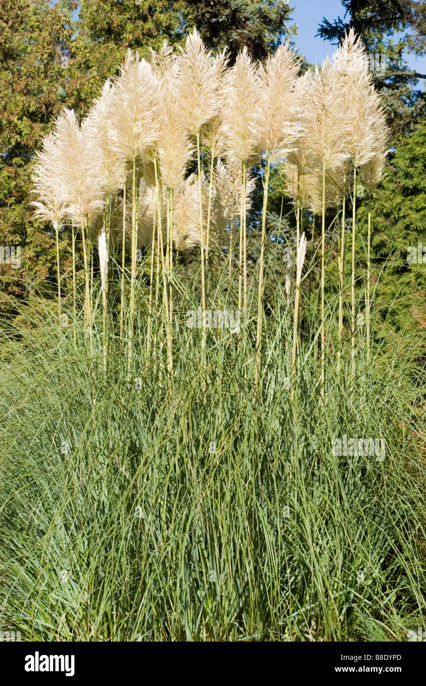 Bianco Verde erba della Pampa uruguayano erba, Cortaderia selloana Foto Stock