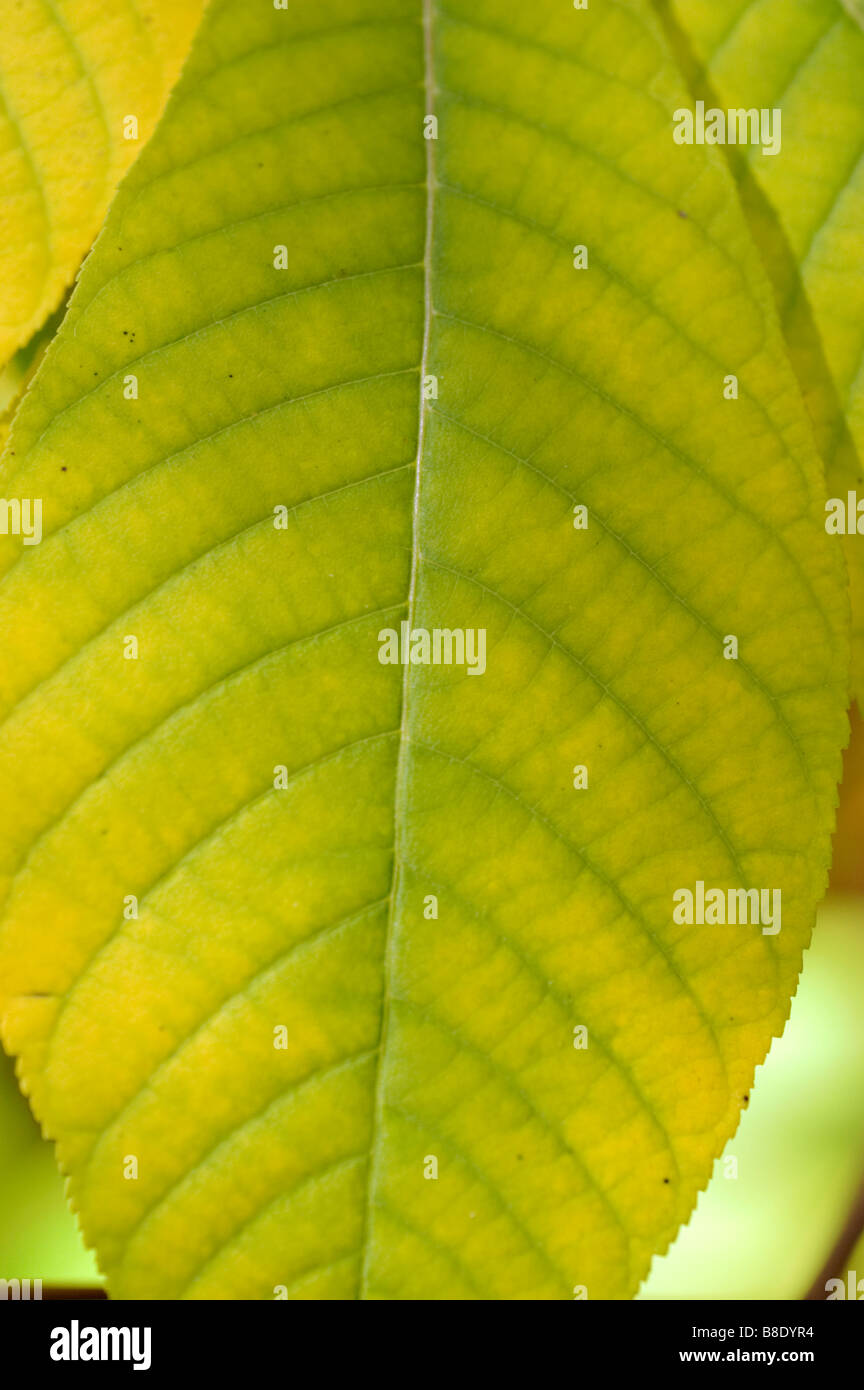 Leaf close up scovolino da bottiglia Buckeye, Aesculus parviflora, USA, America del Nord Foto Stock