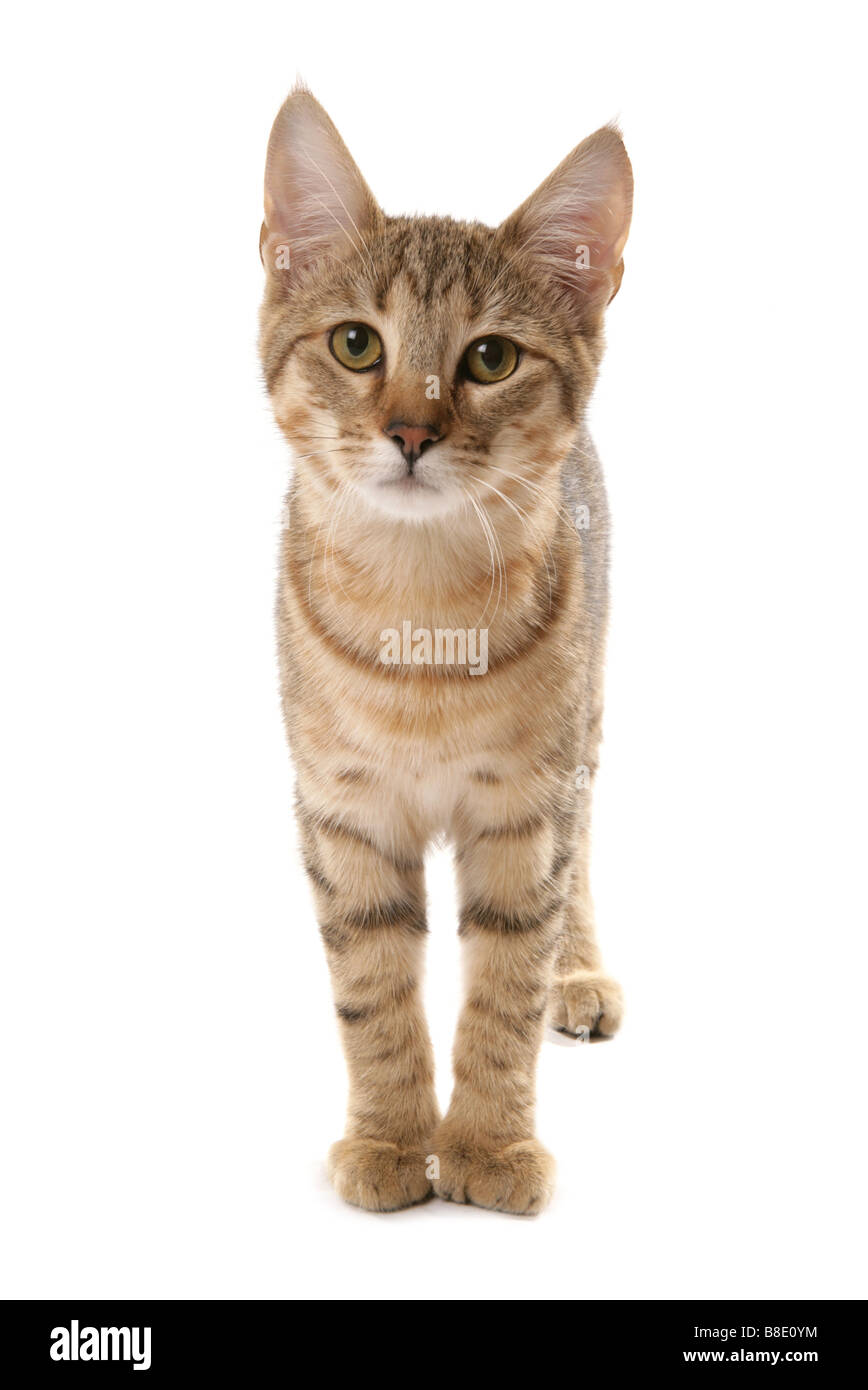 Pixie Bob cat studio permanente Foto Stock