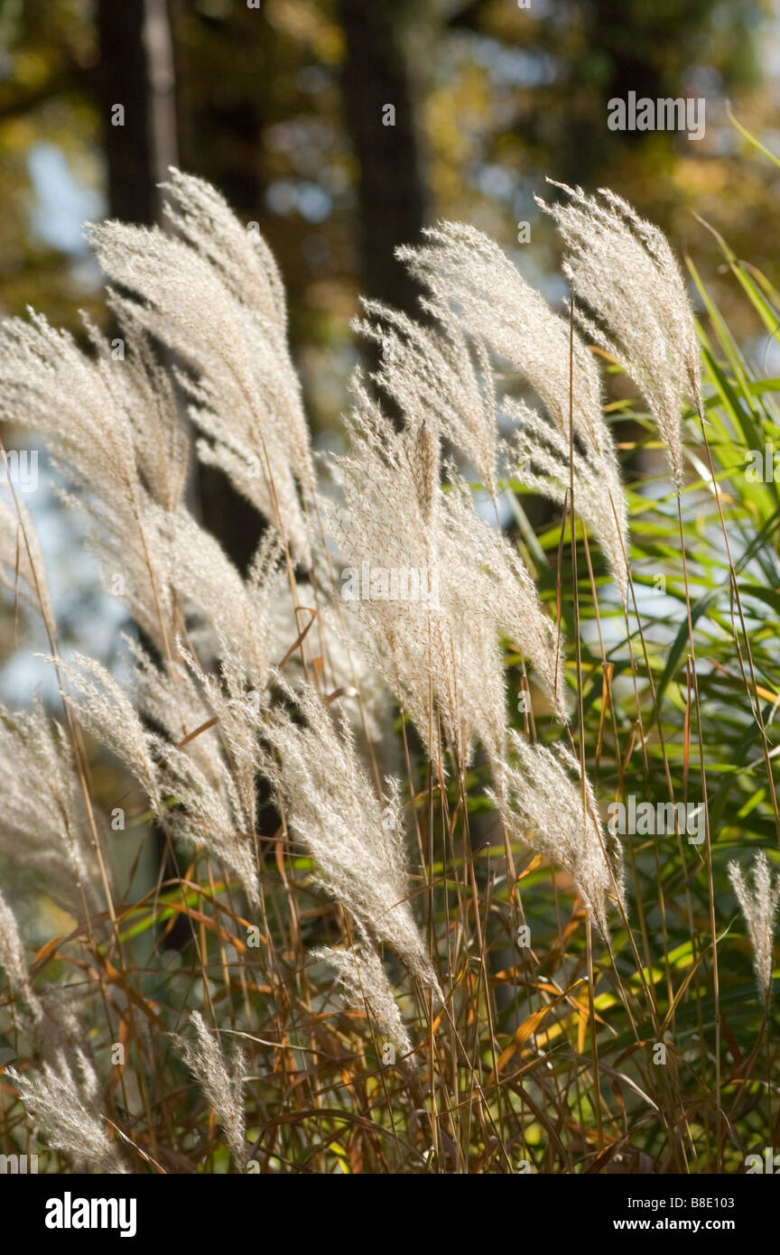 Silvergrass cinese, erba ornamentale, graminacee, Miscanthus sinensis var zebrinus Foto Stock