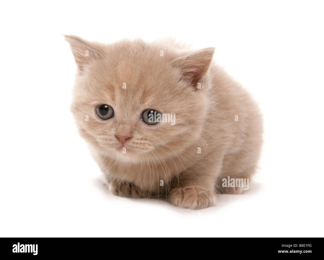 Selkirk Rex Kitten Portrait Studio Foto Stock