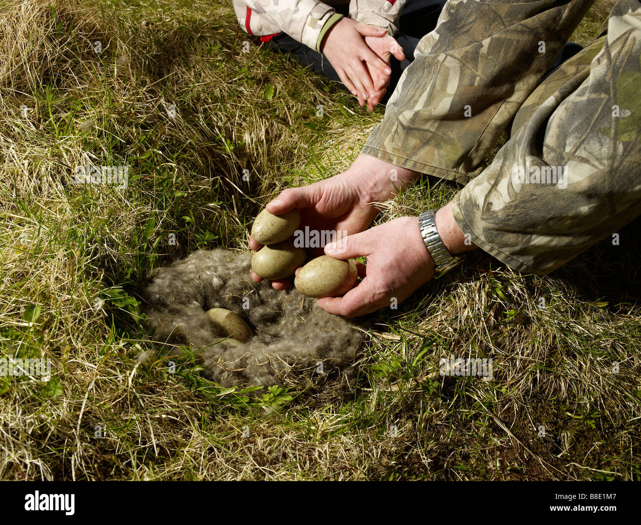 Agricoltore momentaneamente la rimozione di Eider duck uova per sostituire le piume verso il basso con il fieno, Western Islanda Foto Stock
