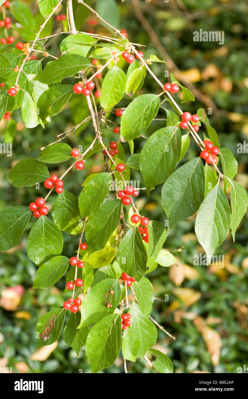 Bacche rosse di Amur caprifoglio - caprifoliaceae, Lonicera Maackii Erubescens, Asia Foto Stock