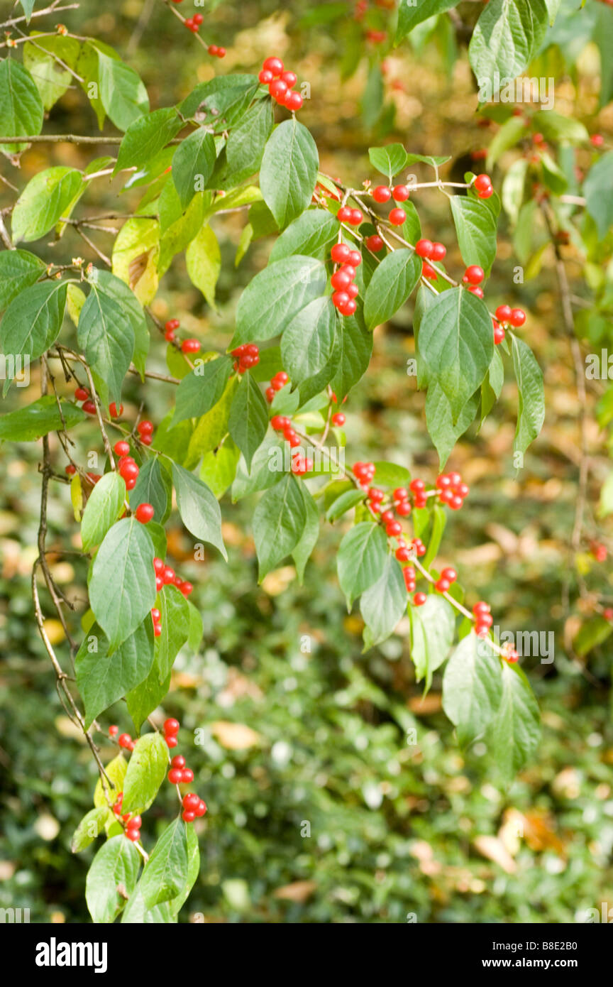 Bacche rosse di Amur caprifoglio - caprifoliaceae, Lonicera Maackii Erubescens, Asia Foto Stock