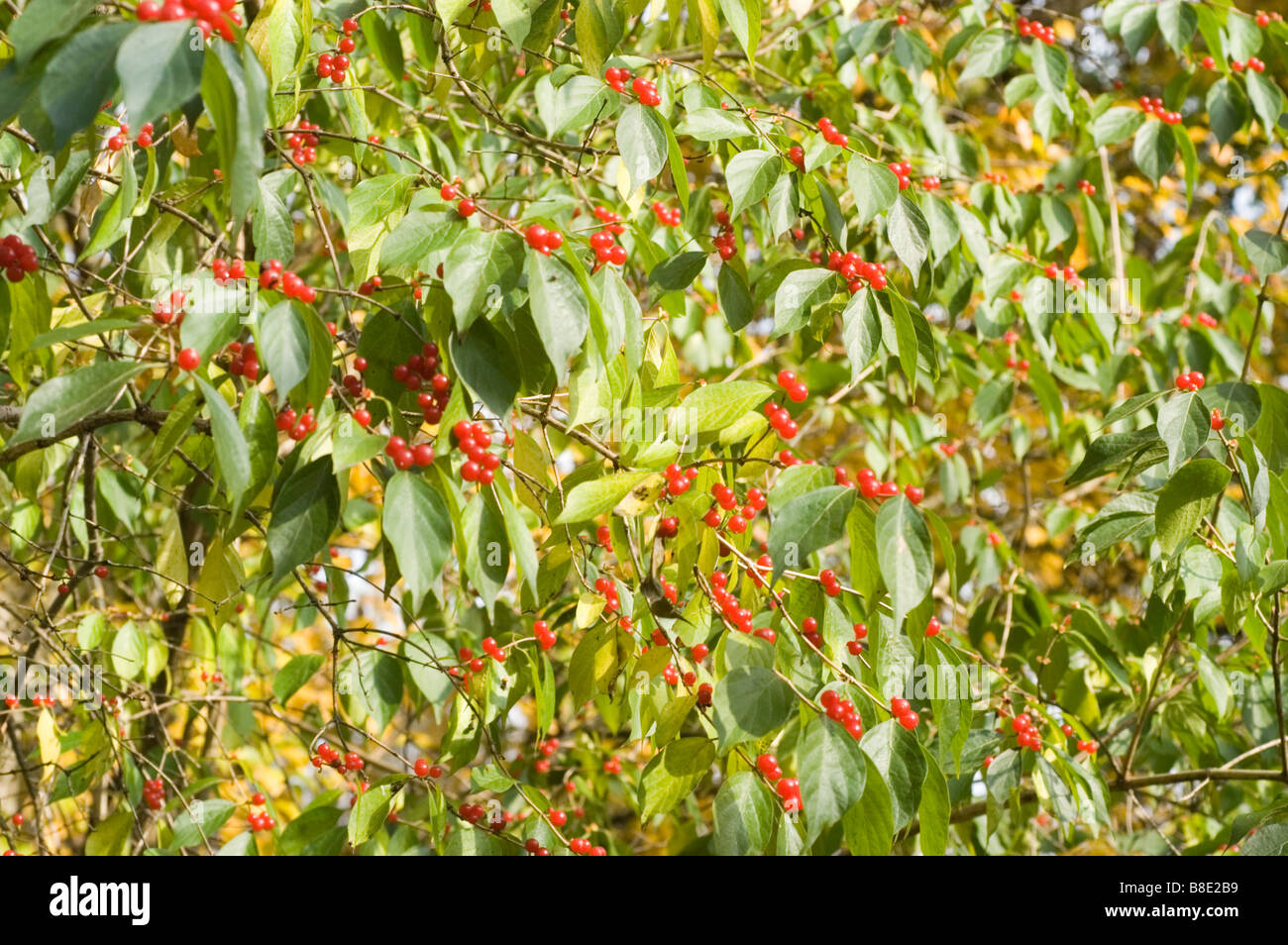 Bacche rosse di Amur caprifoglio - caprifoliaceae, Lonicera Maackii Erubescens, Asia Foto Stock