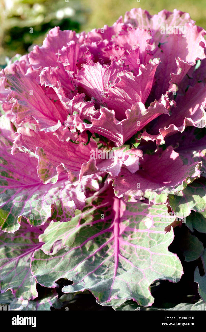 Cavolo ornamentale, Brassica oleracea Foto Stock