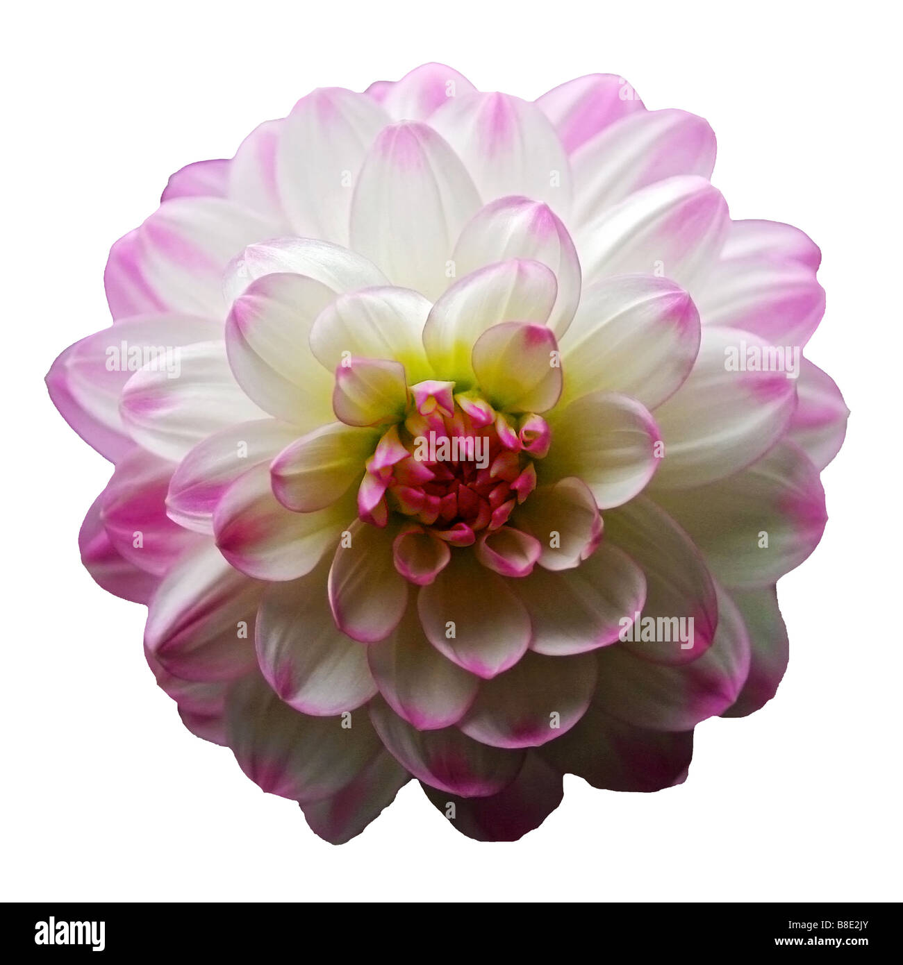 Ritaglio della dalia Foto Stock