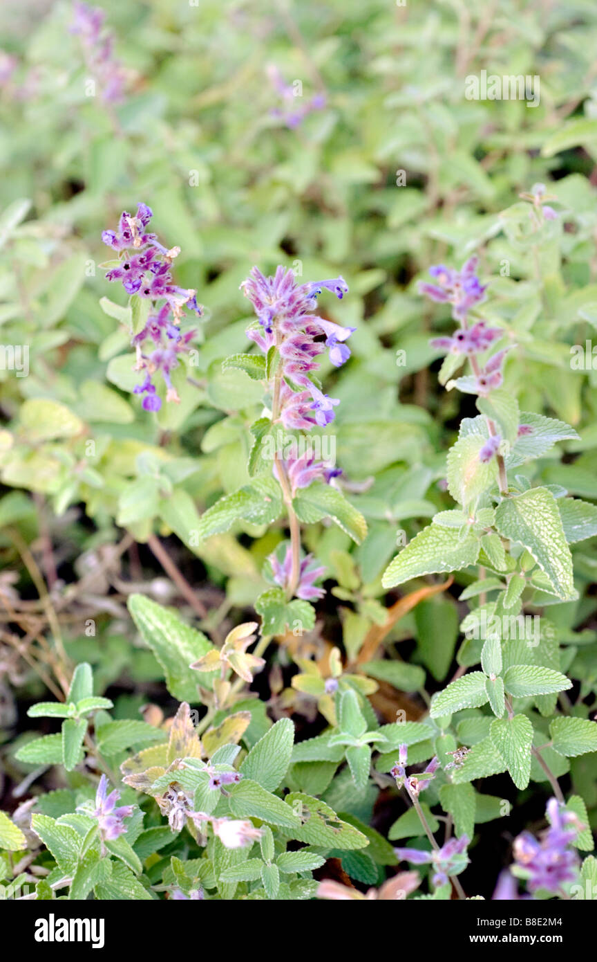 Fiori viola di nepitella ornamentali, Nepeta mussini, gamma caucasici, Iran, Asia Foto Stock