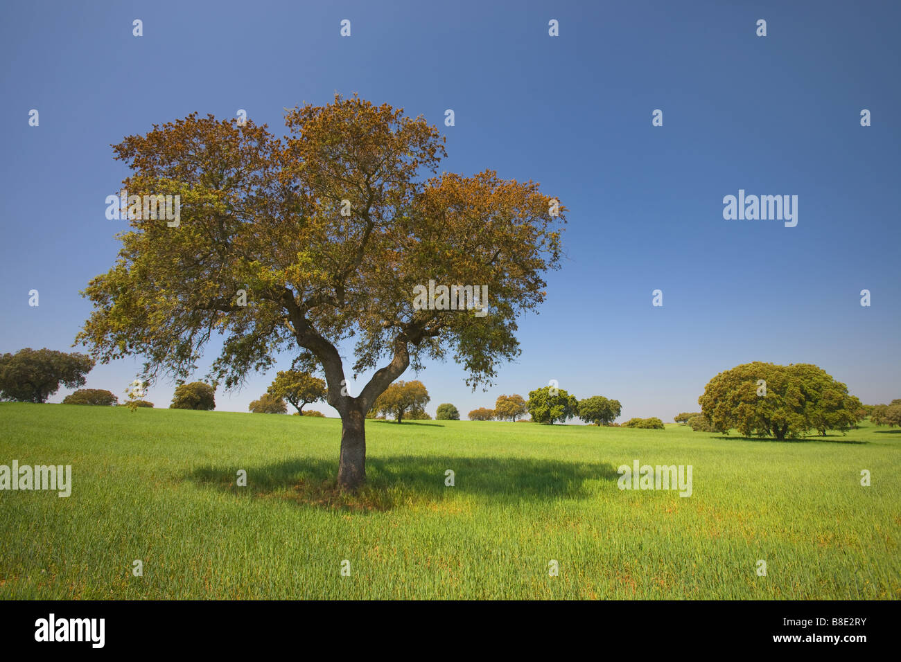 Cork Oak contro il cielo blu e il verde della vegetazione, Alentejo, Portogallo Foto Stock