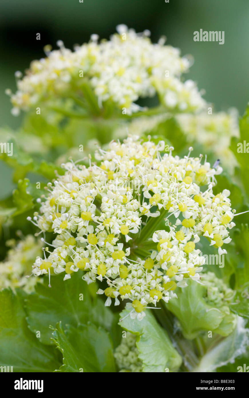 Alexanders Smyrnium olusatrum South Ayrshire in Scozia Foto Stock