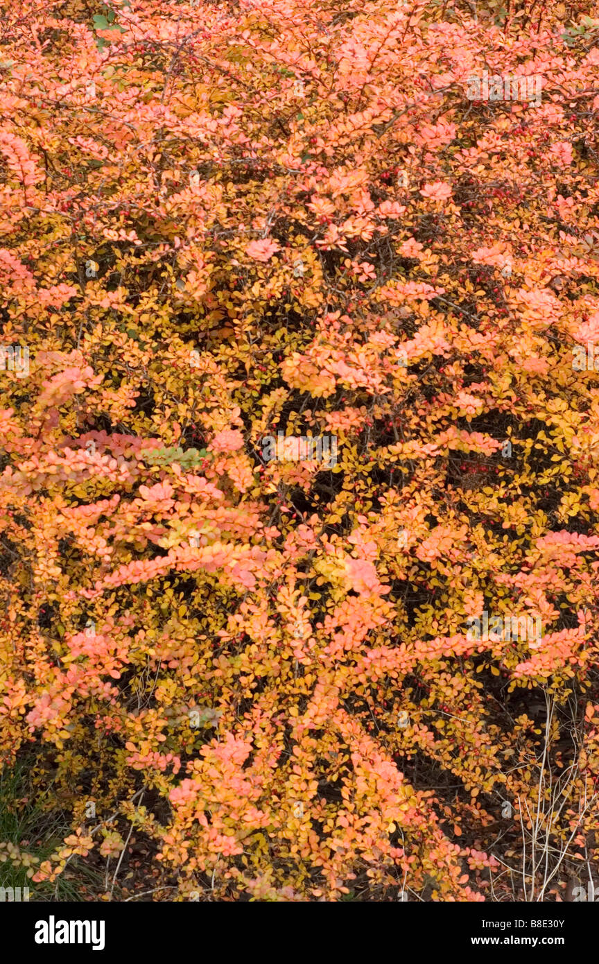 Il rosso e il giallo di fogliame di autunno crespino giapponese ,, Berberidaceae Berberis Thunbergii Foto Stock