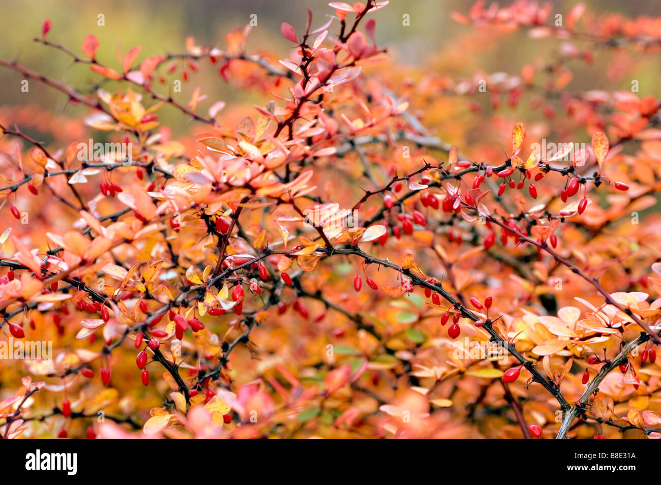 Il rosso e il Giallo autunno foglie e bacche di Crespino giapponese ,, Berberidaceae Berberis Thunbergii Foto Stock