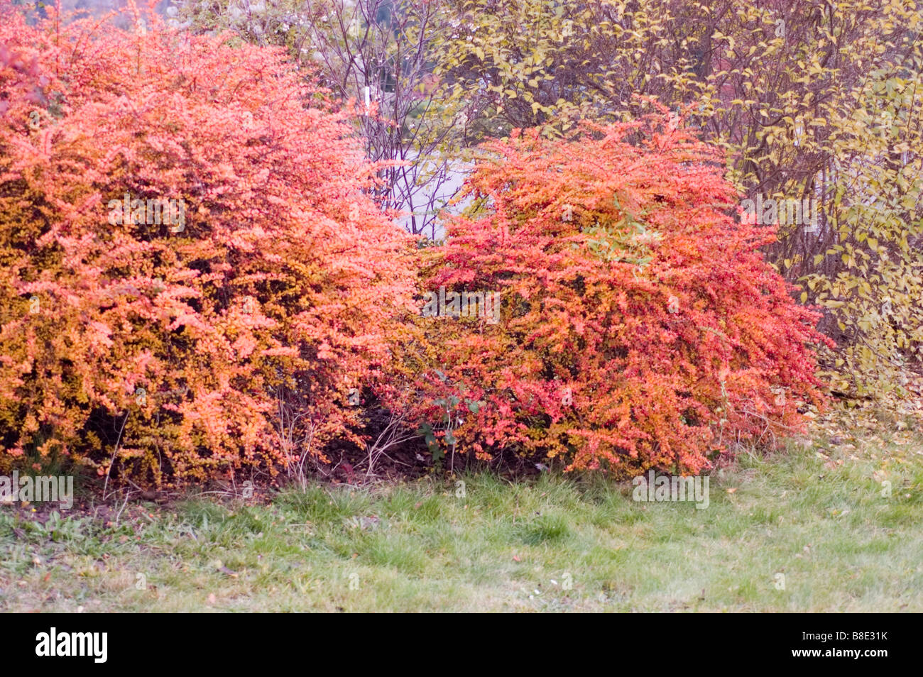 Il rosso e il giallo fogliame di autunno di Crespino giapponese ,, Berberidaceae Berberis Thunbergii arbusto Foto Stock