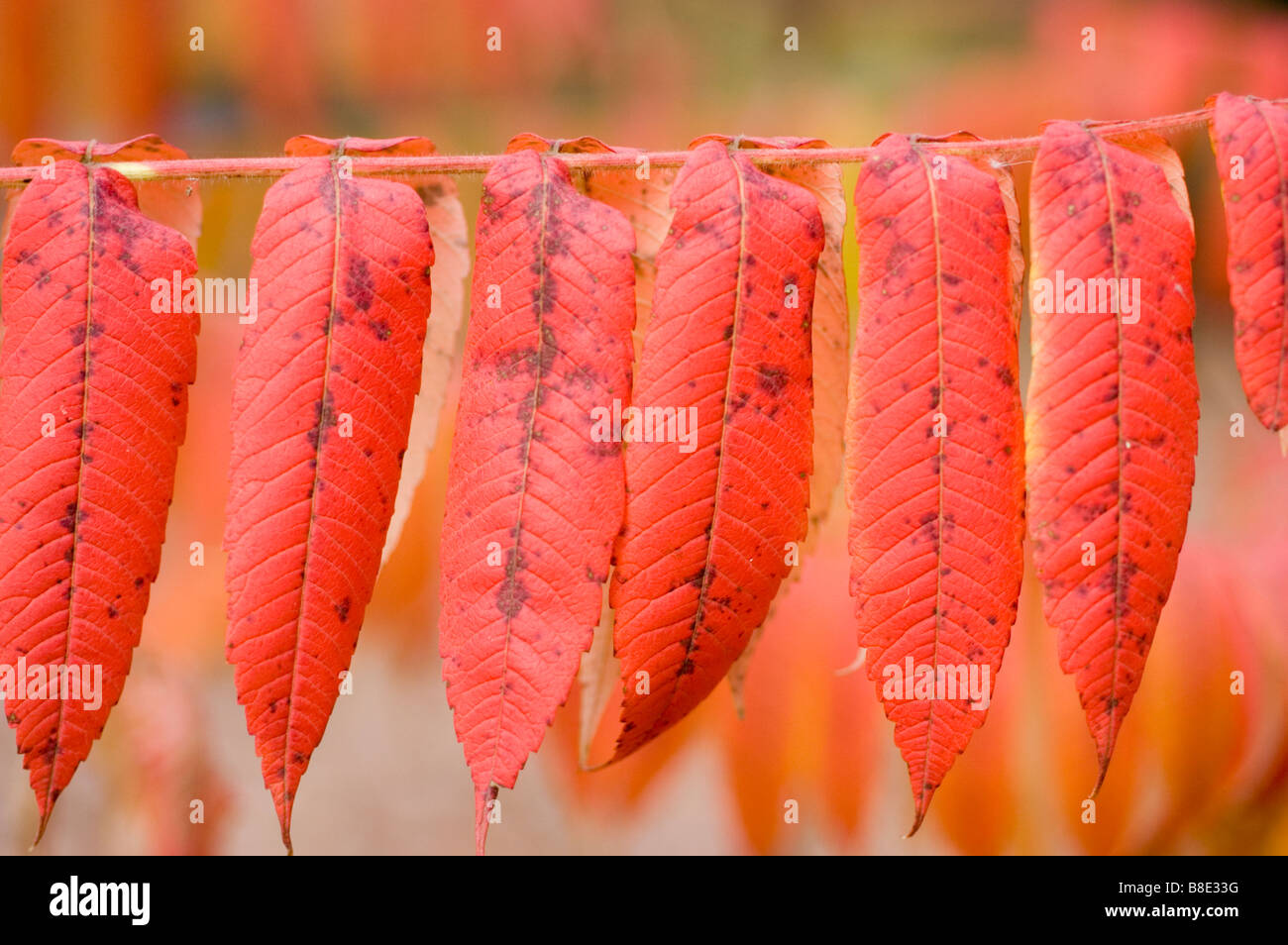 Rosso Foglie di autunno close up staghorn sumac , Anacardiaceae, Rhus typhina, America del Nord Foto Stock