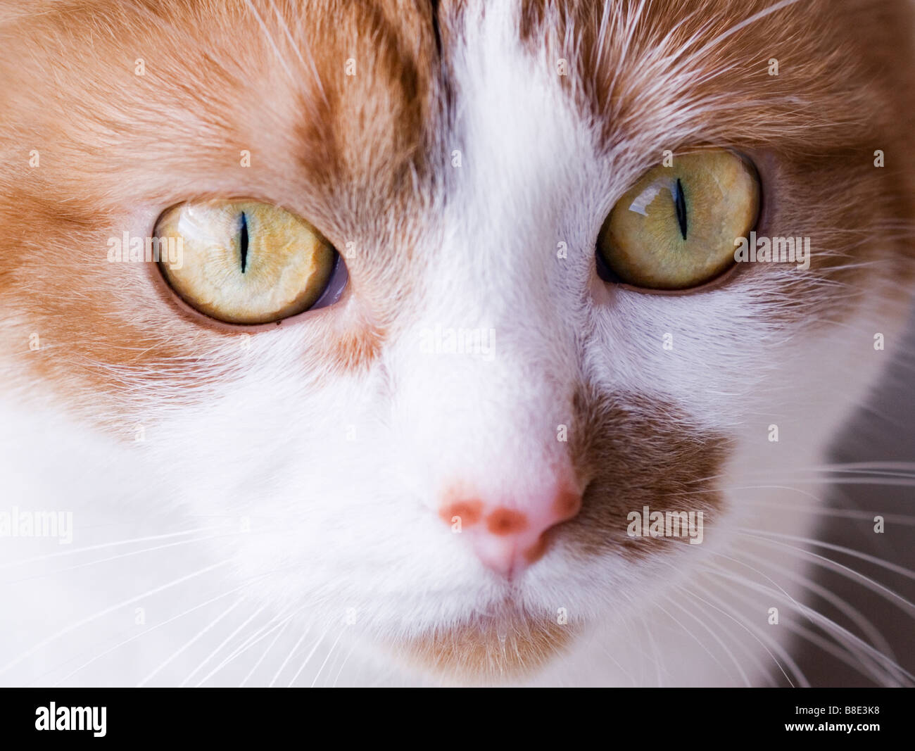 Close up tabby cat's face Foto Stock