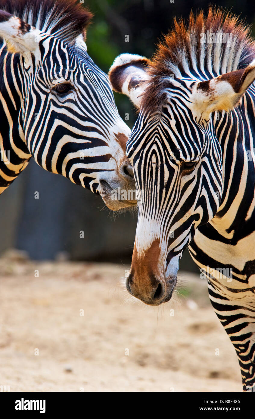 Zebra Foto Stock