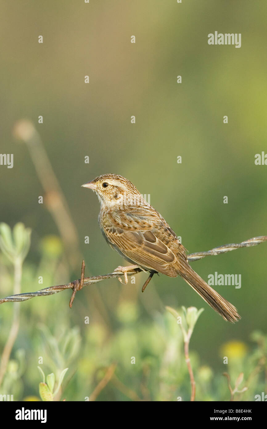 Cassin's Sparrow Foto Stock