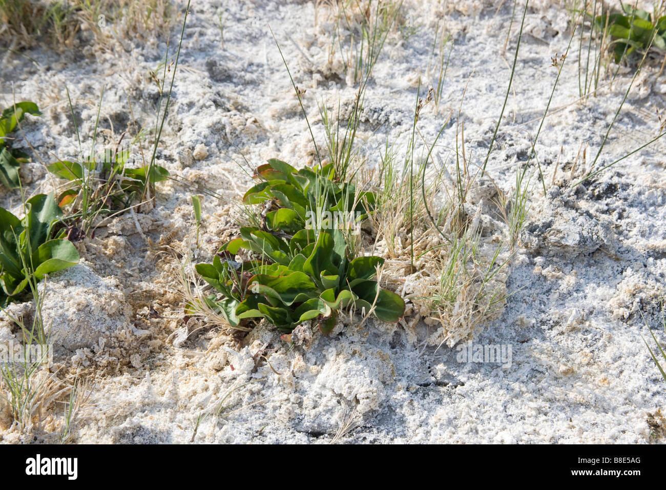 Carbonato di sodio naturale deposito consumano piante. Foto Stock
