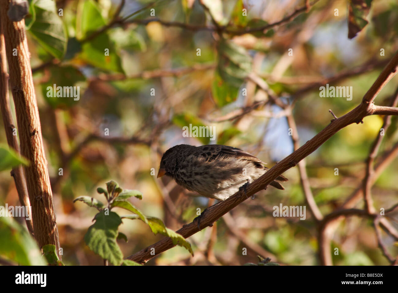 Darwin finch arroccato nella struttura ad albero a Puerto Ayora Highlands, Isola di Santa Cruz, Isole Galapagos, Ecuador nel mese di settembre Foto Stock