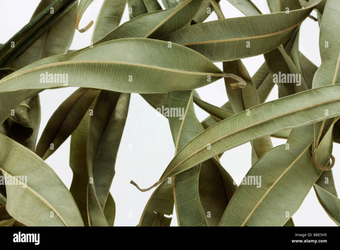 Fermo immagine di foglie di essiccazione Foto Stock